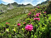 35 Rododendri rossi (Rhododendron ferrugineum) con vista in Cima Cadelle